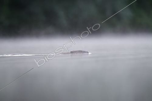 Biosphoto | 2172123 | Castor d'Europe (Castor fiber) nageant à la surface, dans la brume, Bras mort du fleuve Rhône, Savoie, France | &copy; Rémi Masson / Biosphoto