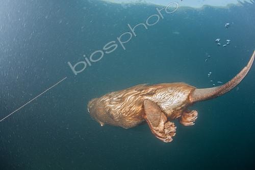 Biosphoto | 2172127 | Castor d'Europe (Castor fiber) nageant sous l'eau, Bras mort du fleuve Rhône, Savoie, France | &copy; Rémi Masson / Biosphoto