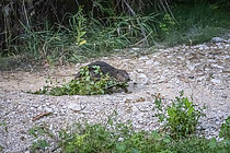 Biosphoto | 2609424 | Castor d'Europe (Castor fiber) transportant une branche feuillue sur les berges du Calavon, Parc naturel du Luberon, Beaumettes, Vaucluse, France | &copy; David Tatin / Biosphoto
