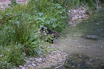 Biosphoto | 2609425 | Castor d'Europe (Castor fiber) transportant une branche feuillue sur les berges du Calavon, Parc naturel du Luberon, Beaumettes, Vaucluse, France | &copy; David Tatin / Biosphoto
