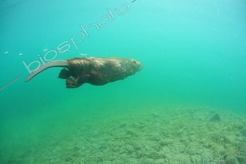 Biosphoto | 1460813 | Castor d'Europe nageant sous l'eau en Savoie France | &copy; Rémi Masson / Biosphoto