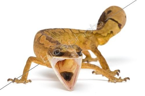 Biosphoto | 912857 | Cat gecko from Malaysia in studio | &copy; Michel Gunther / Biosphoto