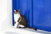 Biosphoto | 2403411 | Cat sitting next to a blue door, Santorini, Greece | &copy; Eric Guilloret / Biosphoto