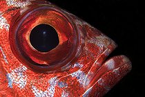 Biosphoto | 2586960 | Catalufa (Heteropriacanthus cruentatus), detail of the head. Fish, underwater funds of the Canary Islands, Tenerife. | &copy; Sergio Hanquet / Biosphoto