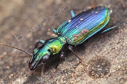 Biosphoto | 2435310 | Catascope (Catascopus dalbertisi) avec acariens, Singapour | &copy; Melvyn Yeo / Biosphoto
