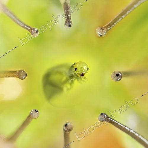 Biosphoto | 1922189 | Caterpillar observed by Snails - France  | &copy; Benoît Personnaz / Biosphoto