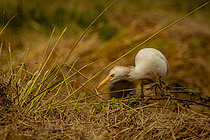 Biosphoto | 2609060 | Cattle egret (Bubulcus ibis), Gironde, France | &copy; Guy Van Langenhove / Biosphoto