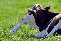 Biosphoto | 2609611 | Cattle egret (Bubulcus ibis) hunting flies around a resting Montbéliarde cow, Brognard, Doubs, France. | &copy; Dominique Delfino / Biosphoto