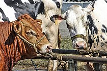 Biosphoto | 2575182 | Cattle: Limousine bull and dairy cow, Sarthe, France | &copy; Michel Gile / Biosphoto
