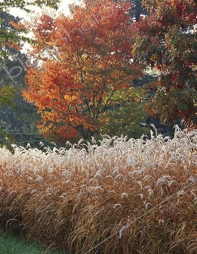 Biosphoto | 982879 | Caucasian Elm and Miscanthus Parc de la Vallée-aux-Loups | &copy; Alexandre Petzold / Biosphoto