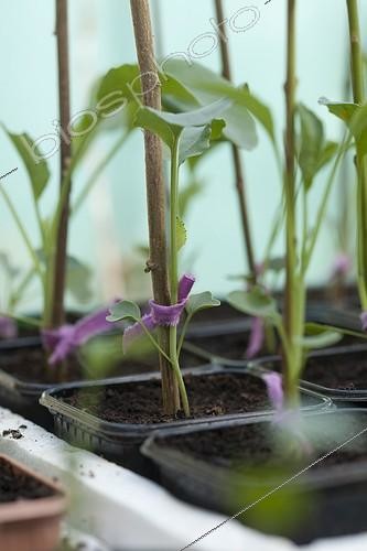 Biosphoto | 1200924 | Cauliflower seedlings were in Marseille France | &copy; Philippe Giraud / Biosphoto