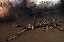 Biosphoto | 2601735 | Cave bear bones found in the Osselle cave, Roset-Fluans, Doubs, France | &copy; Denis Bringard / Biosphoto