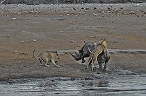 Biosphoto | 2057277 | Ce rhinocéros noir a trébuché dans une cavité et basculé dans le point d'eau. Après maintes difficultés compte tenu de l'apic des berges submergées, il réussi à remonter hors de l'eau mais les trois lions qui étaient à proximité se sont rapprochés et passe à l'attaque. | &copy; Michel Bureau / Biosphoto