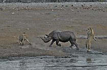 Biosphoto | 2057278 | Ce rhinocéros noir a trébuché dans une cavité et basculé dans le point d'eau. Après maintes difficultés compte tenu de l'apic des berges submergées, il réussi à remonter hors de l'eau mais les trois lions qui étaient à proximité se sont rapprochés et passe à l'attaque. | &copy; Michel Bureau / Biosphoto