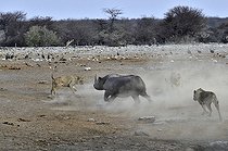 Biosphoto | 2057280 | Ce rhinocéros noir a trébuché dans une cavité et basculé dans le point d'eau. Après maintes difficultés compte tenu de l'apic des berges immergées, il réussi à remonter hors de l'eau. Trois lions ont profité de l'opportunité pour attaquer le rhino à la sortie de l'eau. | &copy; Michel Bureau / Biosphoto