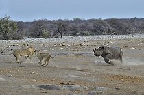 Biosphoto | 2057283 | Ce rhinocéros noir a trébuché dans une cavité et basculé dans le point d'eau. Après maintes difficultés compte tenu de l'apic des berges immergées, il réussi à remonter hors de l'eau. Trois lions ont profité de l'opportunité pour attaquer le rhino à la sortie de l'eau. | &copy; Michel Bureau / Biosphoto