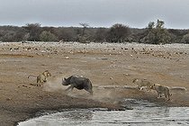 Biosphoto | 2057285 | Ce rhinocéros noir a trébuché dans une cavité et basculé dans le point d'eau. Après maintes difficultés compte tenu de l'à-pic des berges immergées, il réussi à remonter hors de l'eau. Trois lions ont profité de cette opportunité pour s'en rapprocher et l'attaquer. | &copy; Michel Bureau / Biosphoto