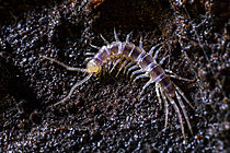 Biosphoto | 2621328 | Centipede (Lithobius forficatus) just molted, Chevinay, Rhône, France. | &copy; Philippe Lebeaux / Biosphoto