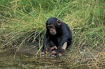Biosphoto | 1528661 | Central African Chimpanzee (Pan t | &copy; Jspix / imageBROKER / Biosphoto
