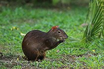 Biosphoto | 2395118 | Central American Agouti (Dasyprocta punctata) eating, Costa Rica | &copy; Jean-François Noblet / Biosphoto