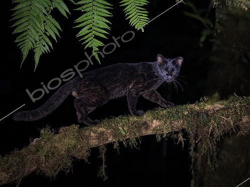 Biosphoto | 2608598 | Central American Clouded Oncilla (Leopardus pardinoides), melanistic male, Chiriquí Highlands, Panama | © Ignacio Yufera / Biosphoto