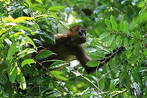 Biosphoto | 2395110 | Central American spider monkey (Ateles geoffroyi) in a tree, Costa Rica | &copy; Jean-François Noblet / Biosphoto