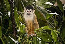Biosphoto | 1465195 | Central American Squirrel Monkey, also called Mono Titi (Saimiri oerstedii), highly endangered species, in the secondary rain forest, Punta Burica, Golfo de Chiriqui, Panama, Central America | &copy; Gilles Barbier / imageBROKER / Biosphoto