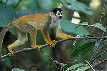 Biosphoto | 2395114 | Central American squirrel monkey (Saimiri oerstedii) on a branch, Costa Rica | &copy; Jean-François Noblet / Biosphoto