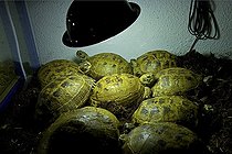 Biosphoto | 654010 | Central asian tortoises bred in container Paris France | &copy; Michel Gunther / Biosphoto