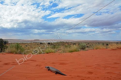 Biosphoto | 2421957 | Centralian Blue-Tongued Skink (Tiliqua multifasciata, Mount Conner Red Center, NT, Australia | &copy; David Massemin / Biosphoto