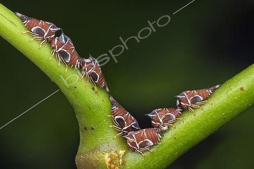 Biosphoto | 2435355 | Centrotypus pactolus ; Treehopper nymph ; Treehopper nymph pierce plant stems with their beaks and feed on sap. ; Malaysia | &copy; Melvyn Yeo / Biosphoto