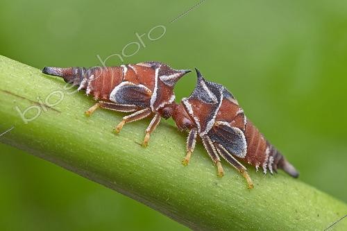 Biosphoto | 2435356 | Centrotypus pactolus ; Treehopper nymph ; Treehopper nymph pierce plant stems with their beaks and feed on sap. ; Malaysia | &copy; Melvyn Yeo / Biosphoto