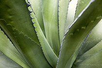 Biosphoto | 179983 | Century plant Canary islands | &copy; Michel Gunther / Biosphoto