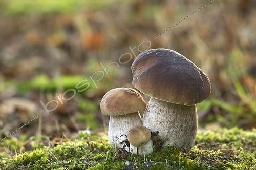 Biosphoto | 1778879 | Cèpes de Bordeaux en sous-bois France | &copy; Yves Lanceau / Biosphoto