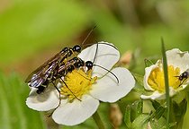 Biosphoto | 2051192 | Céphidae, (Calameuta filiformis), 2015 05 11, Parc naturel régional des Vosges du Nord, classé Réserve mondiale de Biosphère par l'UNESCO, France | &copy; Michel Rauch / Biosphoto