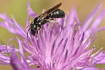 Biosphoto | 2051195 | Cératine bleuâtre (Ceratina cyanea) femelle, 2015 07 30, Parc naturel régional des Vosges du Nord, France, classé Réserve mondiale de Biosphère par l'UNESCO, France | &copy; Michel Rauch / Biosphoto