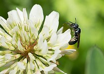 Biosphoto | 2448566 | Cératine bleuâtre ) femelle sur fleur de Trèfle rampant (Trifolium repens), abeilles solitaires, Parc naturel régional des Vosges du Nord, France | &copy; Michel Rauch / Biosphoto