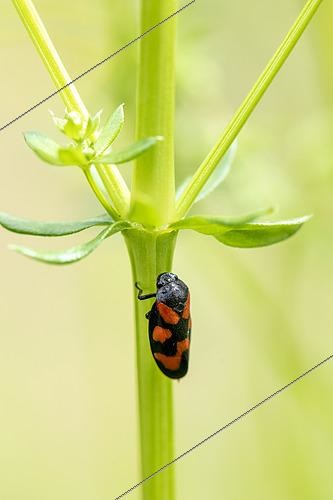 Biosphoto | 2448684 | Cercope rouge-sang (Cercopis vulnerata) sur une tige au printemps, Moselle, France | &copy; Yann Avril / Biosphoto