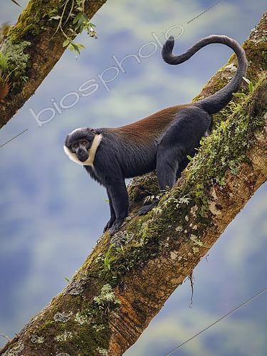 Biosphoto | 2608591 | Cercopithèque de L'Hoest (Allochrocebus lhoesti), mâle adulte, forêt impénétrable de Bwindi, Ouganda | &copy; Ignacio Yufera / Biosphoto