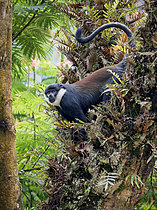 Biosphoto | 2608890 | Cercopithèque de L'Hoest (Allochrocebus lhoesti), mâle adulte, forêt impénétrable de Bwindi, Ouganda | &copy; Ignacio Yufera / Biosphoto