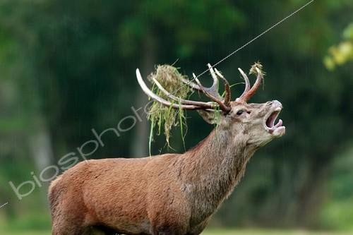 Biosphoto | 891063 | Cerf élaphe bramant les bois couverts de végétation France ; Cerf à bois asymétrique | &copy; Christophe Perelle / Biosphoto