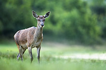 Biosphoto | 2609733 | Cerf élaphe (Cervus elaphus) biche marchant dans l'herbe, Alpes, Autriche. | &copy; Ervin Horesnyík / Biosphoto