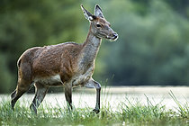 Biosphoto | 2609737 | Cerf élaphe (Cervus elaphus) biche marchant dans l'eau, Alpes, Autriche. | &copy; Ervin Horesnyík / Biosphoto
