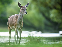Biosphoto | 2609743 | Cerf élaphe (Cervus elaphus) biche marchant dans l'eau, Alpes, Autriche. | &copy; Ervin Horesnyík / Biosphoto
