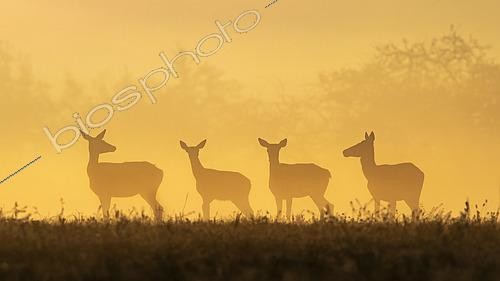 Biosphoto | 2598606 | Cerf élaphe (Cervus elaphus) biches à l'aube, Vosges, France | &copy; Fabrice Cahez / Biosphoto