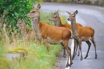 Biosphoto | 2583152 | Cerf élaphe (Cervus elaphus), biches au bord de la route, Ardnamurchan, Highlands, Ecosse, RU | &copy; Robin Fourré / Biosphoto
