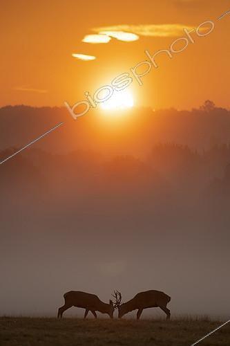 Biosphoto | 2414742 | Cerf élaphe (Cervus elaphus) combat de mâles au lever du soleil, Angleterre | &copy; Frédéric Desmette / Biosphoto