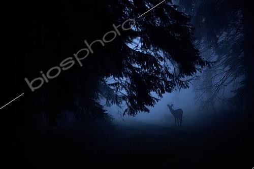Biosphoto | 2563121 | Cerf élaphe (Cervus elaphus) daguet à l'heure bleue en contrejour, fin de nuit, Ardennes, Belgique | &copy; Philippe Moës / Biosphoto