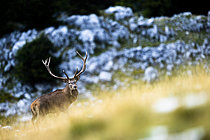 Biosphoto | 2609430 | Cerf élaphe (Cervus elaphus) debout dans l'herbe, Alpes, Autriche. | &copy; Ervin Horesnyík / Biosphoto