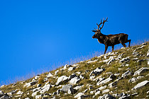 Biosphoto | 2609565 | Cerf élaphe (Cervus elaphus) debout dans l'herbe. Alpes, Autriche. | &copy; Ervin Horesnyík / Biosphoto